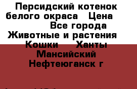 Персидский котенок белого окраса › Цена ­ 35 000 - Все города Животные и растения » Кошки   . Ханты-Мансийский,Нефтеюганск г.